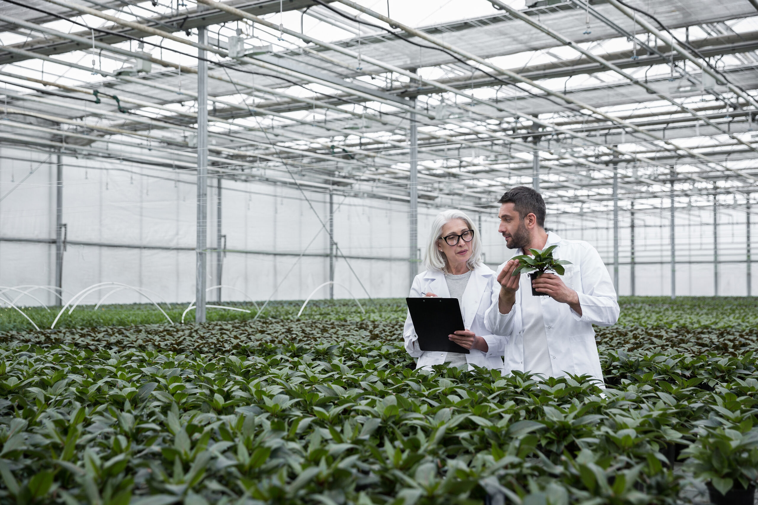 Topraksız Tarım Nedir? Geleceğin Tarım Modeline Giriş