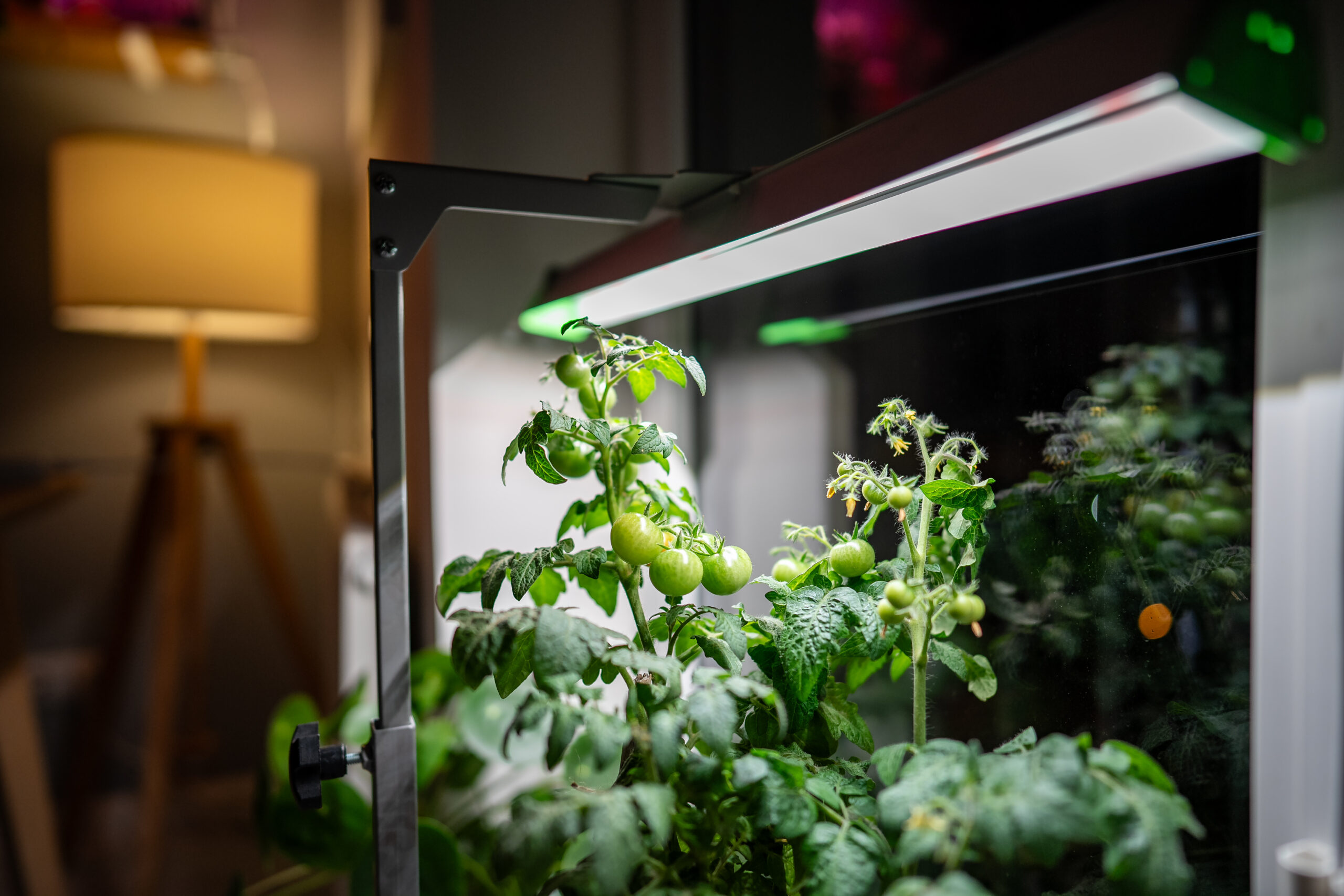 Küçük Ölçekli Topraksız Tarım ile Ek Gelir Fırsatları Geleneksel tarım büyük sermaye ve geniş arazilere ihtiyaç duyar. Ancak günümüzde herkesin kendi üretimini yapabilmesi için yeni yöntemler mevcut. Özellikle küçük ölçekli topraksız tarım, hem evlerde hem de küçük işletmelerde uygulanarak ek gelir elde etme imkânı sunuyor. Bu yöntemle sınırlı alanda yüksek verim almak ve ürünleri doğrudan tüketiciye ulaştırmak mümkün hale geliyor. Neden Küçük Ölçekli Topraksız Tarım? Topraksız tarım, bitkilerin gelişimi için gerekli besinleri doğrudan su veya farklı ortamlardan almasını sağlar. Bu sistem, toprağa ihtiyaç duymadığı için balkon, teras, garaj veya küçük bir sera içinde kolayca uygulanabilir. Avantajları ise oldukça dikkat çekicidir: Düşük Başlangıç Maliyeti: Küçük bir sistem için çok büyük yatırımlar gerekmez. Yüksek Verim: Az alanda çok sayıda ürün yetiştirilebilir. Sürekli Üretim: Yılın 12 ayı boyunca sebze ve yeşillik üretmek mümkündür. Ek Gelir İmkânı: Fazla ürünler çevredeki marketlere, restoranlara ya da doğrudan tüketicilere satılabilir. Hangi Bitkiler Daha Uygun? Küçük ölçekli sistemlerde en çok tercih edilen ürünler şunlardır: Marul çeşitleri Ispanak Fesleğen, nane, maydanoz gibi aromatik otlar Çilek Domates ve salatalık (küçük sistemlerde de verimli yetiştirilebilir) Bu ürünler hem hızlı büyüdüğü hem de pazarda sürekli talep gördüğü için ek gelir açısından avantajlıdır. Satış ve Pazarlama Fırsatları Küçük ölçekli üreticiler ürünlerini farklı şekillerde değerlendirebilir: Doğrudan Satış: Komşulara, arkadaşlara veya mahalle pazarında satış. Restoran ve Kafeler: Şehirdeki işletmeler taze ve temiz ürünlere ilgi gösterir. Online Platformlar: Sosyal medya veya e-ticaret siteleri üzerinden sipariş alınabilir. Abonelik Sistemleri: Haftalık veya aylık sebze kutuları abonelik modeliyle satılabilir. Bu yöntemler sayesinde üretici, düşük maliyetle ek gelir sağlayabilir. Başlamak İçin İpuçları Küçük bir hidroponik sistem ile başlayın. Kolay yetişen sebzelerden seçim yapın. Ürünlerinizi taze ve temiz şekilde sunmaya özen gösterin. Sosyal medya üzerinden görünürlük kazanın. Zamanla üretimi büyüterek profesyonel bir seviyeye taşıyın. Geleceğe Yatırım Küçük ölçekli topraksız tarım, sadece ek gelir sağlamakla kalmaz, aynı zamanda geleceğe yapılan bir yatırımdır. Sürdürülebilir gıda üretimi için bireylerin bu yöntemlere yönelmesi, hem çevreye katkı sağlar hem de sağlıklı gıdaya erişimi kolaylaştırır. Sonuç Küçük ölçekli topraksız tarım, düşük maliyetli ve yüksek verimli bir üretim modeli olarak öne çıkıyor. Evde veya küçük işletmelerde uygulandığında hem sağlıklı beslenmeye katkı sağlıyor hem de ek gelir elde etme fırsatı sunuyor.